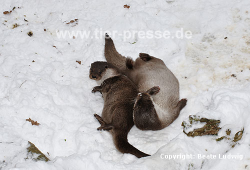 Eurasischer Fischotter im Schnee, Spielverhalten / Eurasian otter, snow, playing / Lutra lutra