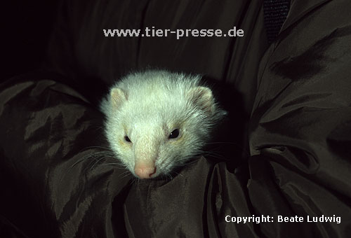 Wei�es Frettchen mit dunklen Augen / Dark eyed white ferret