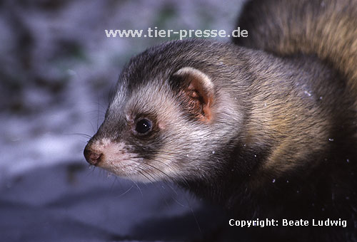 Iltisfrettchen / Sable ferret