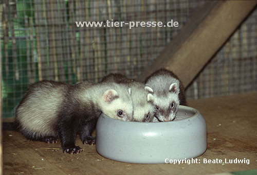 Junge Iltisfrettchen beim Fressen / Young Sable ferrets eating