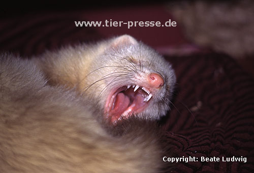 G�hnendes Siamfrettchen / Siamese ferret yawning