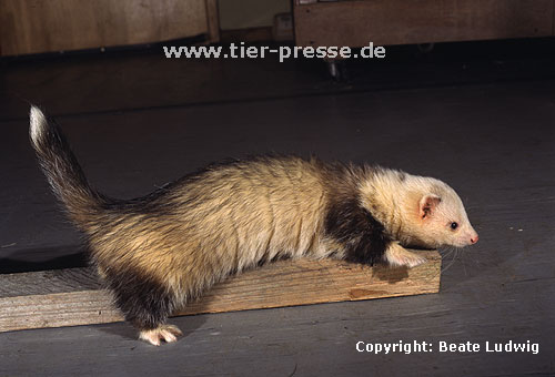 Pandafrettchen beim Duftmarkieren (Wischen) / Panda ferret showing marking behaviour (wiping)