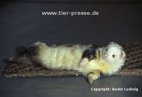 Pandafrettchen beim Duftmarkieren (K�rperreiben) / Panda ferret showing marking behaviour (rubbing)