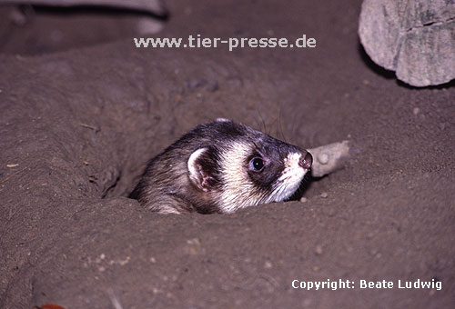 Iltisfrettchen in selbst gegrabenem Loch / Sable ferret in a hole