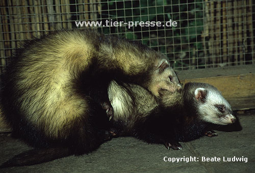 Paarung zweier Iltisfrettchen / Sable ferrets mating