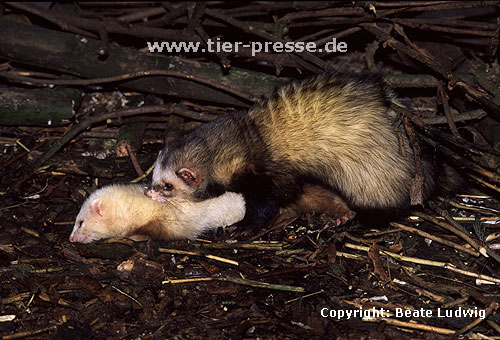 Paarung eines Iltisfrettchenr�den und einer Siamfrettchenf�he / Male sable ferret and female siamese ferret mating