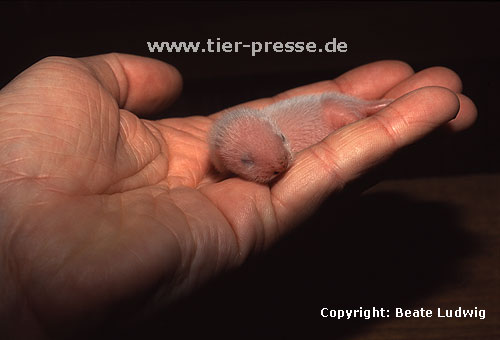 4-5 Tage altes Frettchen / 4 or 5 days old ferret