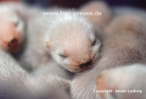 Junge Frettchen in der 2. Lebenswoche / Young ferrets (second week)