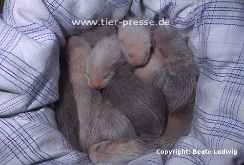 Junge Frettchen in der 3. Lebenswoche / Young ferrets (third week)
