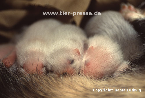 Mutter und Jungtiere / Mother and off-spring