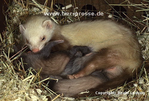 Mutter (Siamfrettchen) beleckt Jungtier / Mother (siamese ferret) licks cub