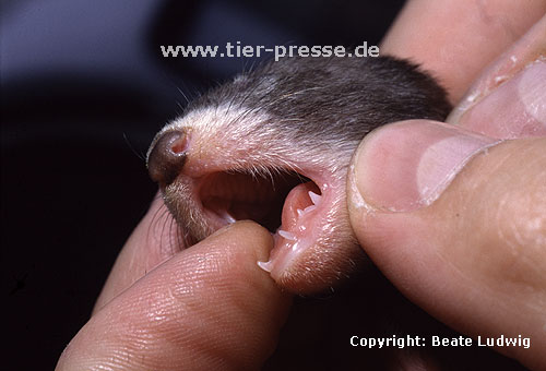 Milchz�hne eines vier Wochen alten Iltisfrettchens / Milk-teeth of a 4-week-old sable ferret-cub