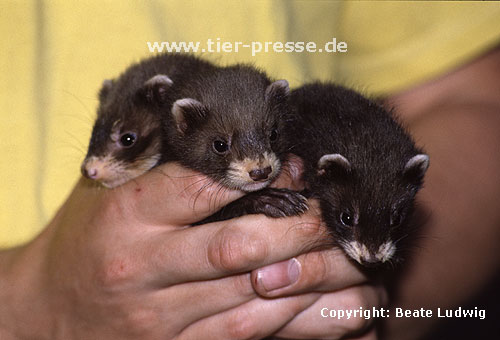 Junge Iltisfrettchen / Sable ferret cubs
