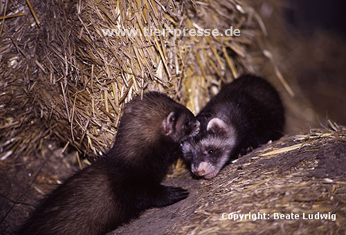 Mutter und Jungtier (Iltisfrettchen) / Mother and cub (sable ferret)