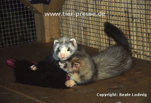 Spielende Jungtiere (Harlekin und Badger) / Playing cubs (mitted and badger)