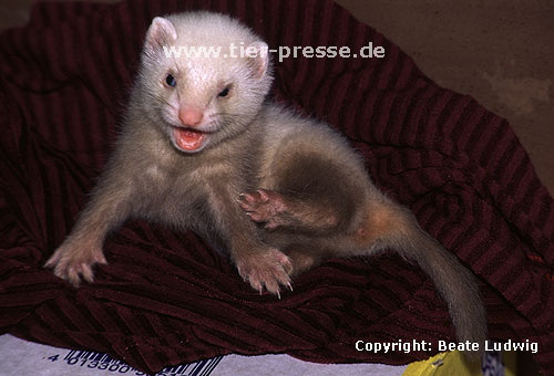 Jungtier (Siamfrettchen) mit Spielgesicht / Cub (Siamese) showing open-mouth play-face