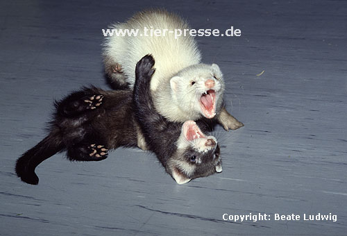 Spielende Jungtiere (Iltis- und Siamfrettchen) mit Spielgesicht / Playing cubs (sable and siamese) showing open-mouth play-face