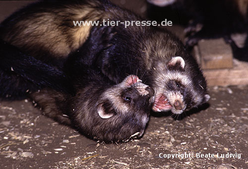 Spielende Iltisfrettchen mit Spielgesicht / Playing sable ferrets showing open-mouth play-face