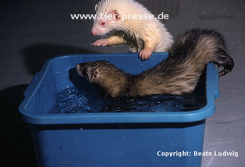 Junge Frettchen (Iltis- und Albinofrettchen) spielen im Wasser / Young ferrets (sable and albino) playing in water