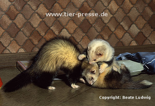 Spielendes Harlekin- und Pandafrettchen / Mitted and Panda ferret playing