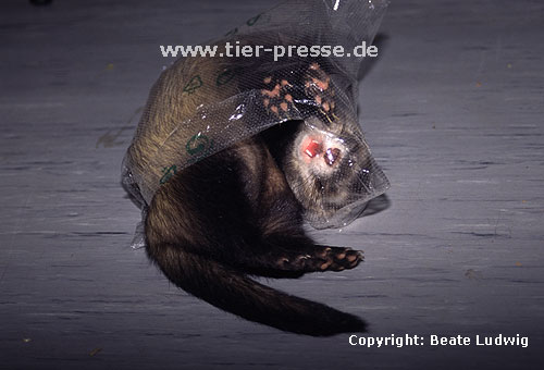 Iltisfrettchen spielt mit Plastikt�te / Sable ferret playing with a plastic-bag