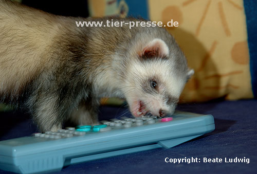 Harlekinfrettchen spielt mit Fernbedienung / Mitted ferret playing with remote control