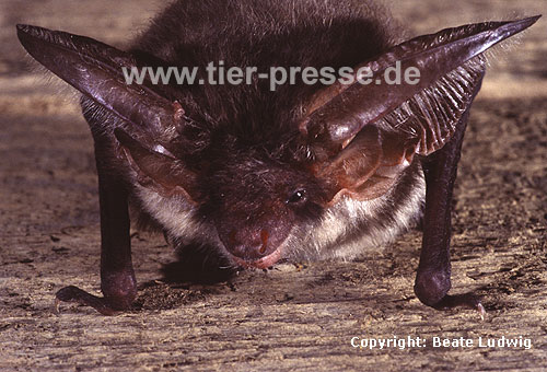 Graues Langohr (Plecotus austriacus) / Grey long-eared bat (Plecotus austriacus)
