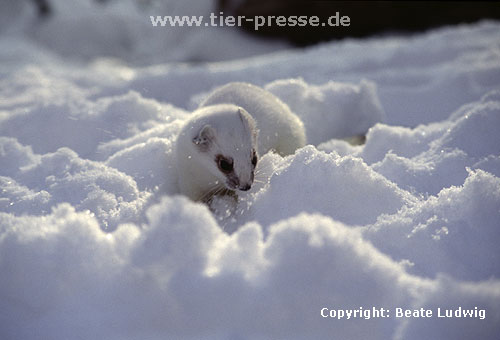 Hermelin im Winterfell / Stoat in winter coat