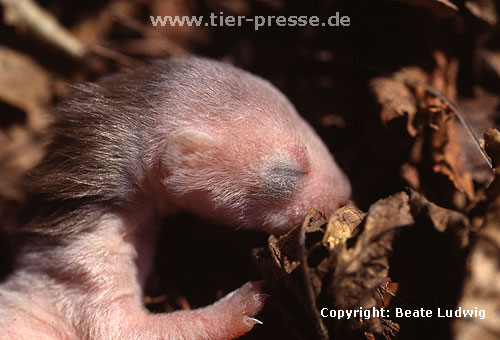 Hermelin-Jungtier im Alter von etwa einer Woche. Die Nackenm�hne ist ein f�r Hermelin-Jungtiere typisches Merkmal. Sie bildet sich in der vierten Lebenswoche wieder zur�ck. / Stoat, cub, one week