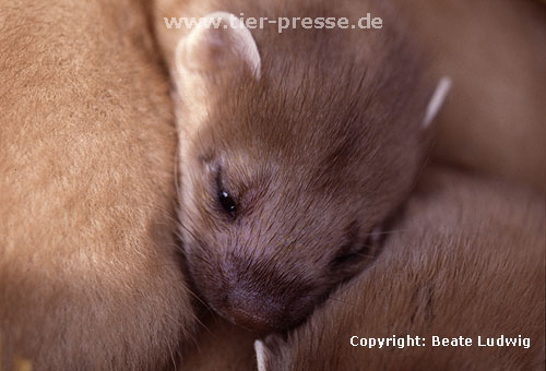 Hermelin-Jungtier im Alter von etwa f�nf Wochen. Es �ffnet sich ein Auge, die Lidspalte ist zum Teil schon getrennt. / Stoat, cub, five weeks, opening of the eye