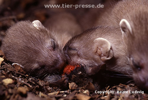 Hermelin-Jungtiere im Alter von vier Wochen fressen bereits feste Nahrung. / Stoat, cubs eating a mouse