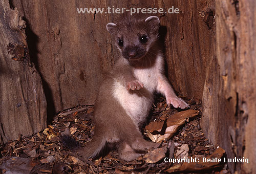 Hermelin-Jungtier im Alter von sechs Wochen / Stoat cub, six weeks old