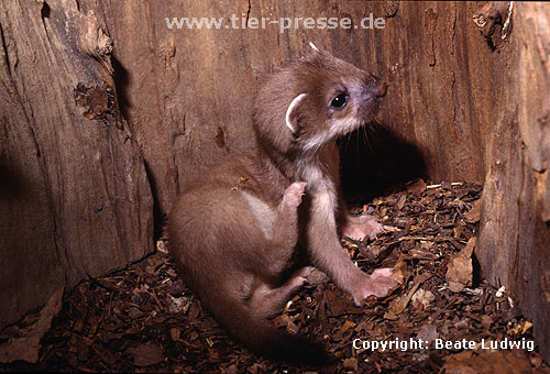 Hermelin-Jungtier im Alter von sechs Wochen kratzt sich / Stoat cub, six weeks old, scratching