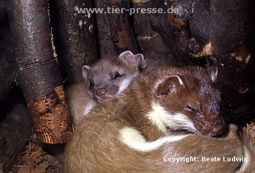 Hermelin-Mutter und Jungtiere im Nest / Stoat, mother and cub
