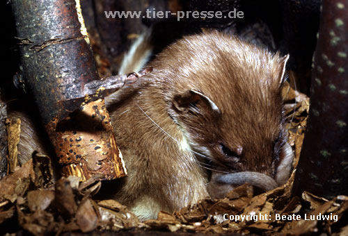 Hermelin-Mutter und Jungtiere im Nest: Die Nutter beleckt die Anogenitalregion eines Jungtieres. / Stoat, mother licking its cub