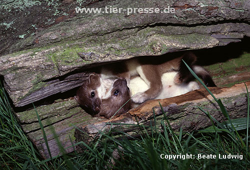 Spielende junge Hermeline / Young stoats, playing