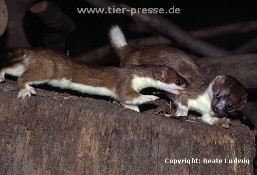 Aggressive Auseinandersetzung zweier Hermeline, rechts R�de, links F�he (angreifend) / Stoats, female attacking a male