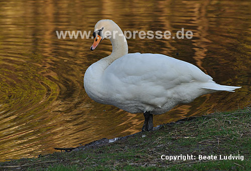 H�ckerschwan am Ufer / Mute swan, river-bank / Cygnus olor