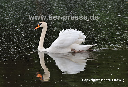H�ckerschwan in Imponierhaltung / Mute swan, display behaviour / Cygnus olor