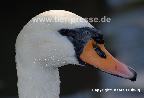 H�ckerschwan, Weibchen / Mute swan, female / Cygnus olor