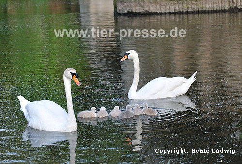 H�ckerschwan, Eltern mit K�ken / Mute swan, parents with chicken / Cygnus olor