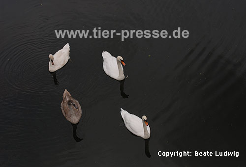 H�ckerschwan, Paar mit zwei Jungv�geln / Mute swan, pair with two young ones / Cygnus olor