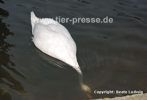 H�ckerschwan beim Gr�ndeln / Mute swan, searching food / Cygnus olor