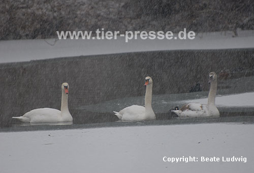 H�ckerschw�ne im Winter / Mute swans, winter / Cygnus olor