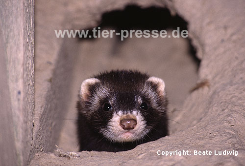 Iltis in Erdh�hle / Polecat in a burrow