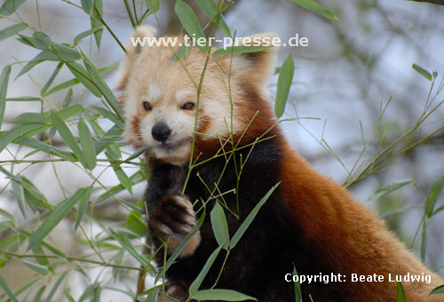 Kleiner Panda, Roter Panda, Katzenb�r (Ailurus fulgens) / Lesser panda, Red panda (Ailurus fulgens)