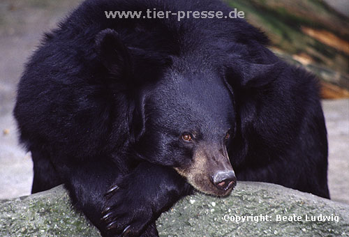 Kragenb�r / Asian black bear