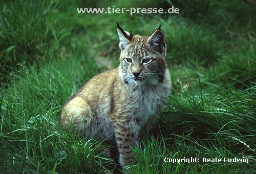 Luchs / Lynx/ Lynx lynx