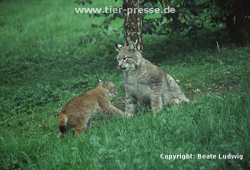 Luchs / Lynx/ Lynx lynx