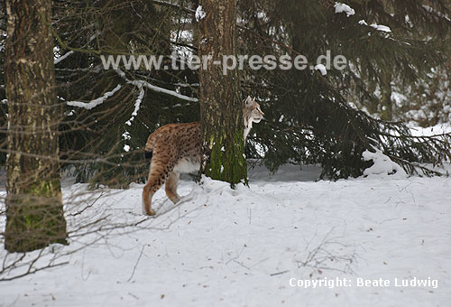 Luchs im Winter / Lynx, winter / Lynx lynx